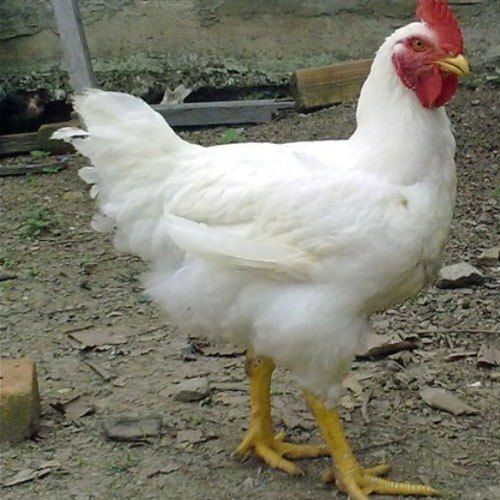 Female Live Broiler White Chicken