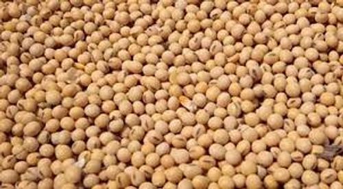 Health Rich Quality Protein Content Vitamins Weight Gain Natural Soybean Seeds