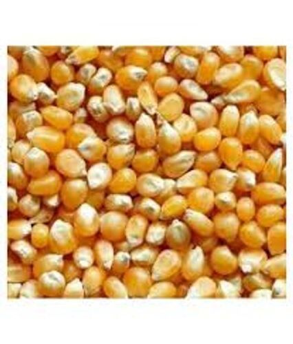 High Protein Fiber Nutritious Best Quality Yellow Maize Sweet Corn Seeds