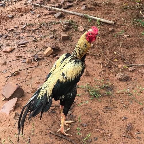  Black And White Farm Grown Medium Size Healthy Country Chicken Gender: Both