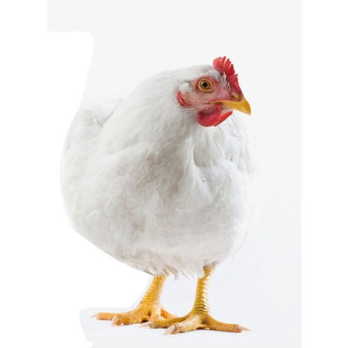 Indian Origin Naturally White Healthy Medium Size Farm Grown Health Live Broiler Chicken