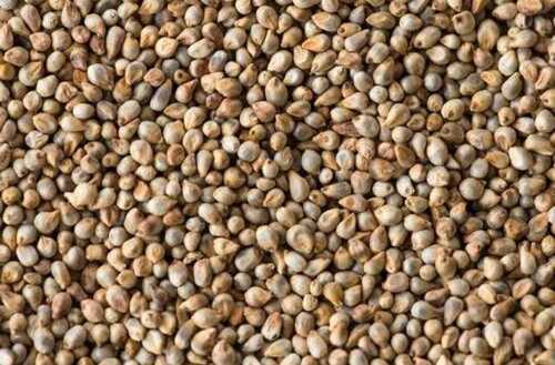 100 % Organic Natural Fresh And Healthy Premium Grade Bajra Pearl Millet