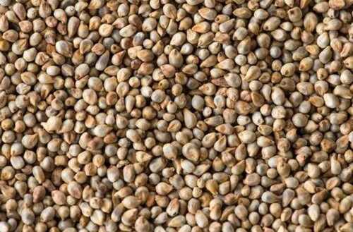 100 % Organic Natural Fresh And Healthy Premium Grade Bajra Pearl Millet Admixture (%): 2-5%