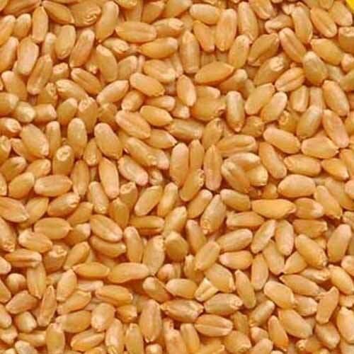 Golden 100% Pure Natural Premium Rich Flexible Texture Organic Whole Wheat Grains 