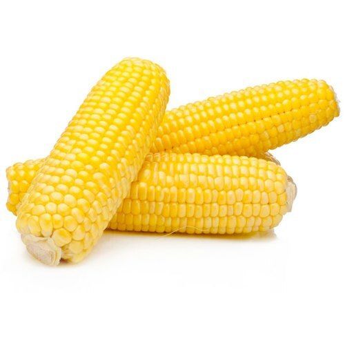 Organic Yellow Corn For Cattle Feed And Popcorn