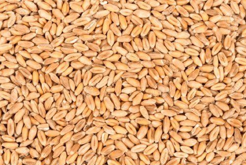 Commonally Cultivated Dried and Cleaned Wheat Grain