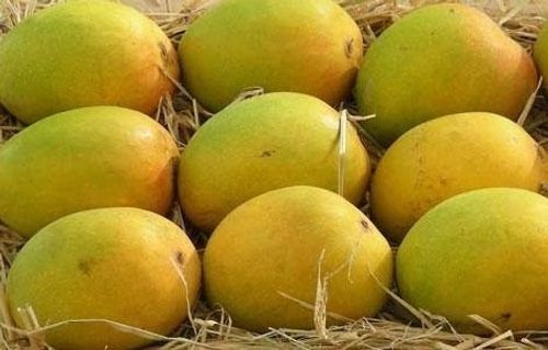 High Sugar Content Delicious Sweet And Luxurious Yellow Grade Fresh Kesar Mango