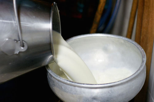 White Natural Fresh And Healthy Good Source Of Calcium Proteins A2 Desi Cow Pure Milk