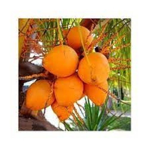 Naturally Fresh Whole Common And Round Shape Yellow Coconut 