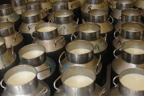 Rich In Taste Natural Healthy And Fresh Hygienically Processed Cow Milk 40 Kilogram