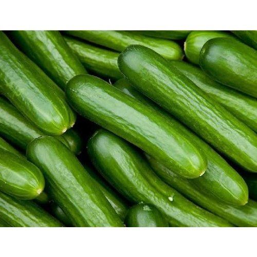 Chemical Free High In Fiber Healthy Naturally Grown Tasty Green Fresh Cucumber