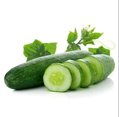 Indian Origin Naturally Grown Farm Fresh Raw Green Cucumber