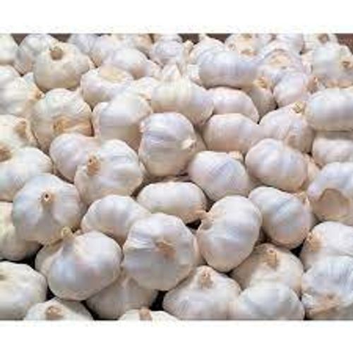 Off White Bulb Garlic Grade-A Quality Starts New Seasons Hybrid Clove Garlic 