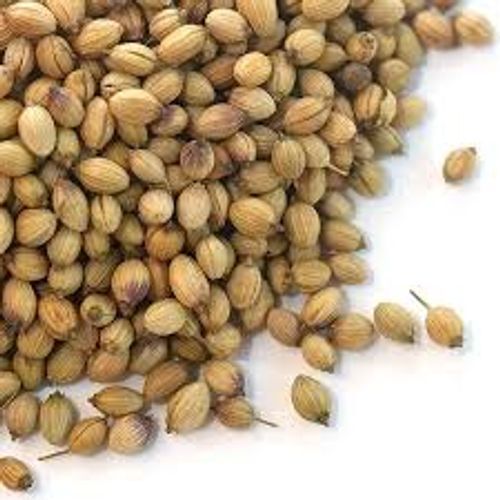 Fresh Indian Whole Spices For Cooking Coriander Seeds Whole Dhaniya Seeds