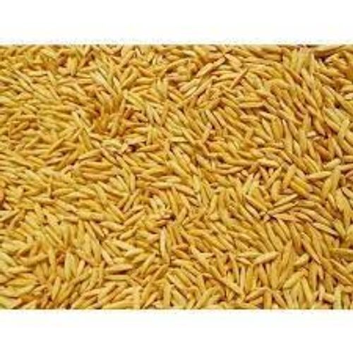 Original Natural Light Brown Organic Extralong Thin Grains Pant Dhan-12 Paddy Seeds 