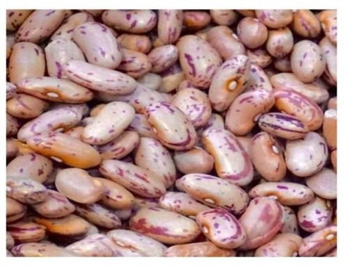 50 Kilogram Packaging Size Curved Dried Whole Food Grade Kidney Beans