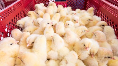 Newborn Yellow Male Chicks For Poultry Farm By Wilson Poultry Farm
