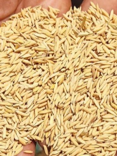 Pure Natural Yellow Rice Paddy Seed For Sowing, Farming And Agriculture