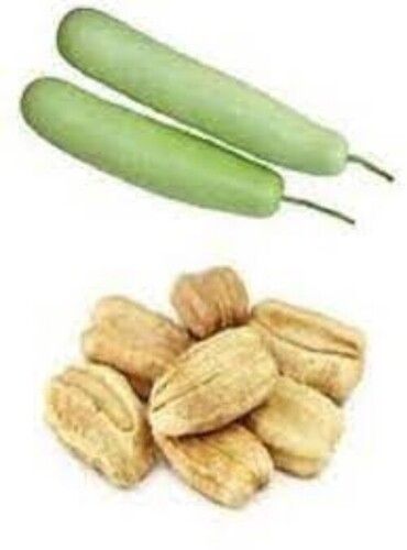 100 Percent Pure Organic Pihu Ghiya Seeds For Farming (5 Per Packet)