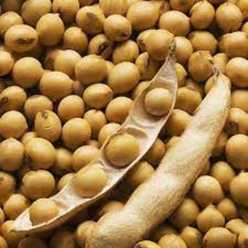 100 Percent Pure Organic Soybean Seeds For Farming