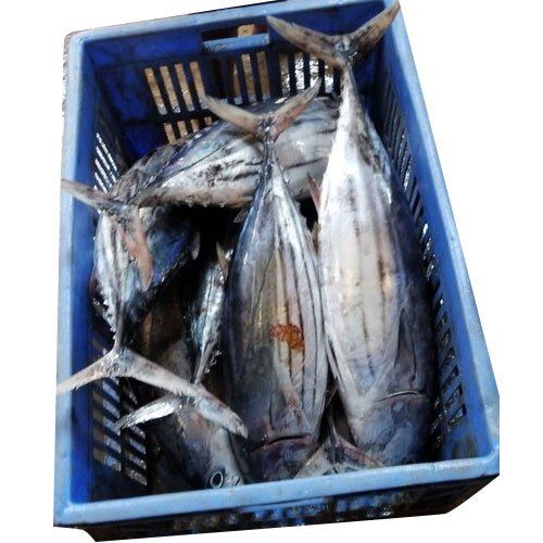 Healthy Rich In Taste High Protein And Fiber Free Carbs Frozen Tuna Fish