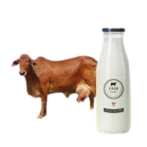 100 Percent Pure And Freash Cow Milk, Rich In Protein, Calcium
