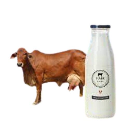 Freash Cow Milk 1 Liter ]]Pa[[ Age Group: Children