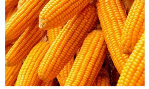 Yellow 100% Pure And Organic Fresh Natural Commonly Cultivated Maize  Admixture (%): 2.5%