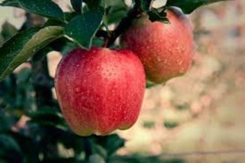 Pack Of 1 Kilogram Red A Grade Fresh Natural Delicious Sweet Apple