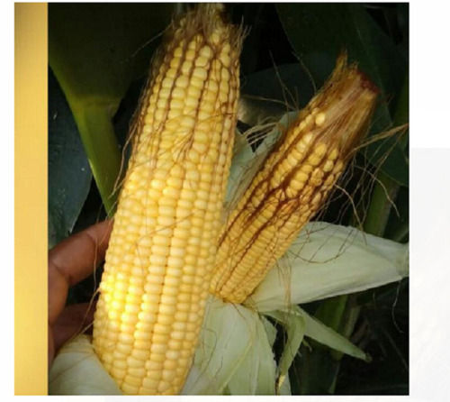 10 % Protein Round Shape Yellow Color 100% Pure And Organic Fresh Natural Commonly Cultivated Maize 