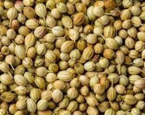 Enhance Flavour Of Dishes Natural Flavour And Aroma Whole Organic Coriander Seeds