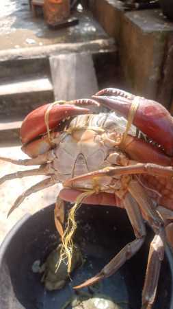 Wholesale Price Fresh Mud Crabs Seafood For Restaurant