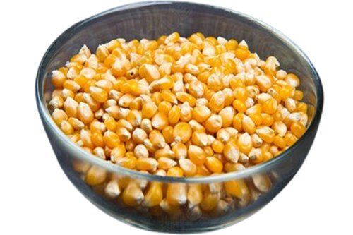 100% Pure Natural Yellow Dried Maize Seeds For Animal And Human Food