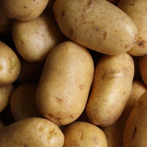 High Source Of Potassium And Magnesium Natural Healthy Fresh Potato