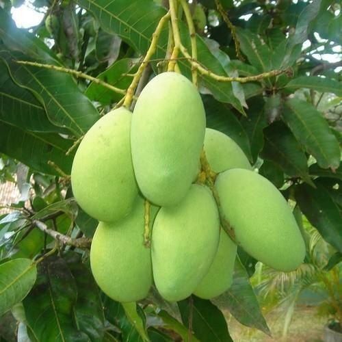 Indian Origin Whole Commonly Cultivated Oval Shape Green Mango