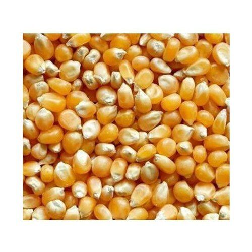 Natural And Pure No Added Preservatives Healthy Dried Yellow Maize Seed