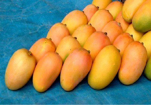 Naturally Grown Antioxidants And Vitamins Enriched Healthy Farm Fresh Mango
