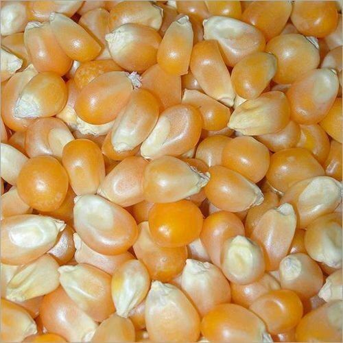 Preservatives And Gluten Free Sweet Yellow Maize Seed For Agricultural Use