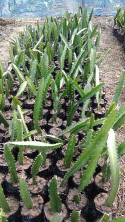 Pure Breed Green Dragon Fruit Plant For Gardening and Farming