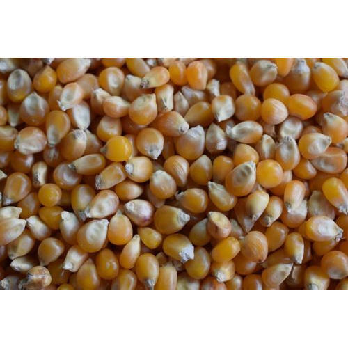 Pure No Added Preservatives Healthy Dried Yellow Maize Seed