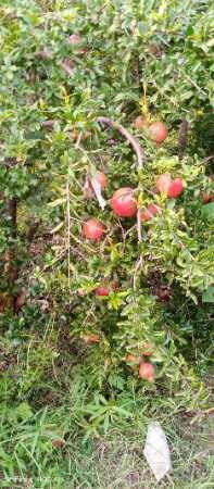 Wholesale Price Export Quality Organic Farm Fresh Pomegranates Fruit