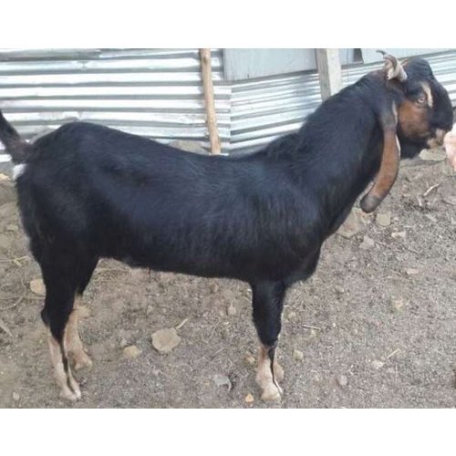 Black White And Natural Live Male Goat
