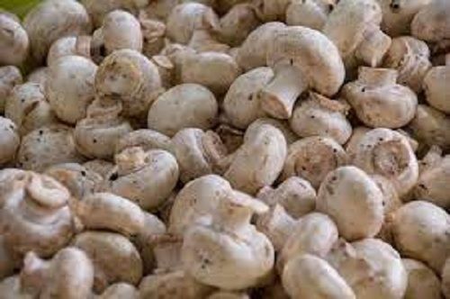 Fresh Healthy Highly Nutritious Rich In Proteins And Fiber Natural Mushroom 