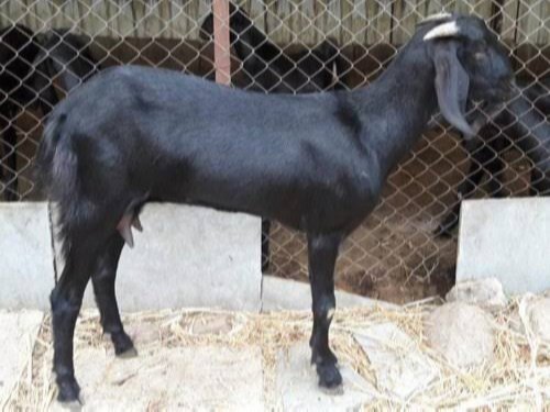 Black Healthy Live Origin Goat Gender: Both