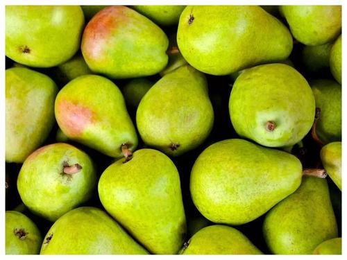 Common Green Oblate High Qualty Fresh And Tasty Sweet Pears For Everyone