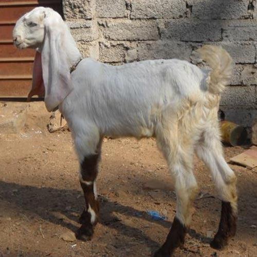 White And Fresh Natural Male Live Goat Gender: Both