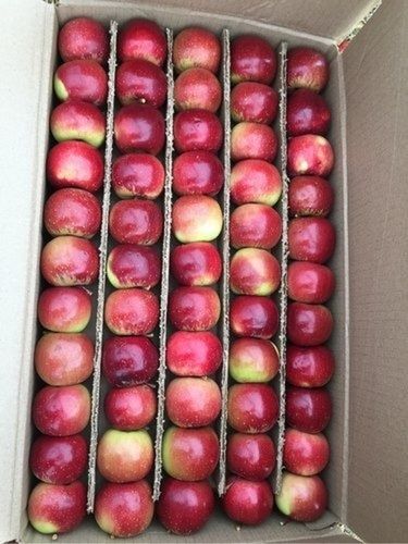 Round Red Golden A Grade Commonly Healthy Sweet Apple 