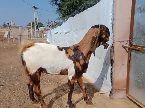 Male White And Brown Boer Indian Origin Live Goat Gender: Both