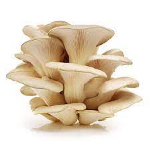 White Fresh Rich Source Of Vitamin D Calcium And Protein Mushroom Grade: A