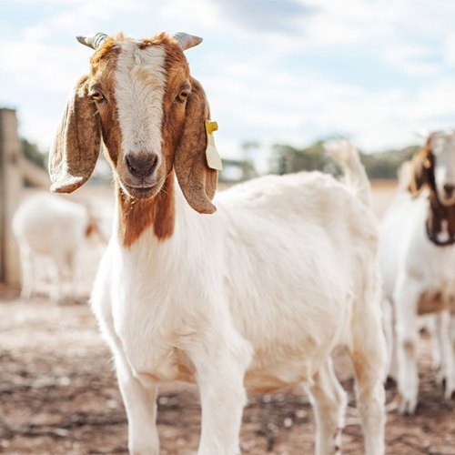 White Healthy Live Thalassery Origin Goat Gender: Both